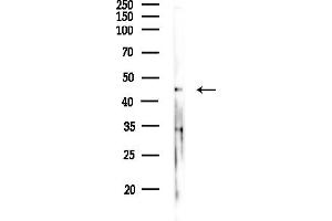 anti-Alanyl-tRNA Synthetase Domain Containing 1 (AARSD1) (Internal Region) antibody