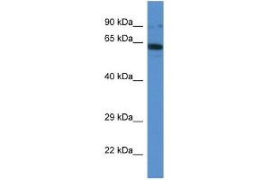 WB Suggested Anti-Ift80 Antibody Titration: 1. (IFT80 抗体  (C-Term))