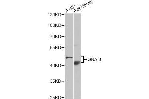 Western blot analysis of extracts of various cell lines, using GNAI3 antibody (ABIN5975770) at 1/1000 dilution. (GNAI3 抗体)