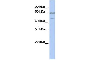 WB Suggested Anti-DGCR2 Antibody Titration:  0.