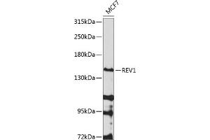 Western blot analysis of extracts of MCF-7 cells, using REV1 antibody (ABIN6133285, ABIN6146877, ABIN6146878 and ABIN6224574) at 1:1000 dilution. (REV1 抗体  (AA 120-345))