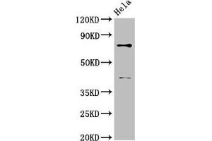 Western Blot Positive WB detected in: Hela whole cell lysate All lanes: DVL2 antibody at 2. (DVL2 抗体  (AA 1-240))