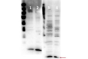 Western Blot of Rabbit anti-Histone H4 antibody. (Histone H4 抗体  (N-Term))