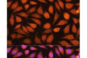 Immunofluorescence analysis of L929 cells using YWHAE Polyclonal Antibody at dilution of 1:100. (YWHAE 抗体)