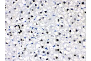 Anti- CRY2 Picoband antibody,IHC(P) IHC(P): Rat Liver Tissue