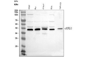 Western blot analysis of Apg3 using anti-Apg3 antibody (ABIN5518892).