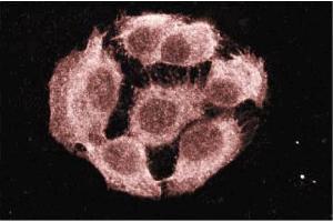 Immunofluorescence staining of A431 cells (Human epithelial carcinoma, ATCC CRL-1555). (PTPN11 抗体  (AA 1-177))