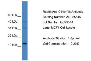 WB Suggested Anti-C14orf48  Antibody Titration: 0. (LINC00521 抗体  (N-Term))
