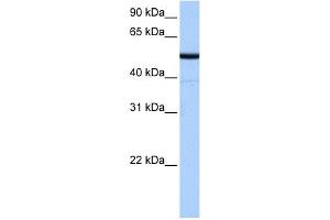 BTNL8 antibody used at 0.