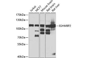Western blot analysis of extracts of various cell lines, using IGHMBP2 antibody (ABIN6129602, ABIN6142269, ABIN6142270 and ABIN6223077) at 1:1000 dilution. (IGHMBP2 抗体)