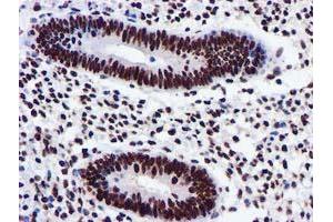 Image no. 4 for anti-Glutathione S-Transferase theta 2 (GSTT2) antibody (ABIN1498553) (GSTT2 抗体)