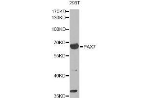 Western blot analysis of extracts of 293T cells, using PAX7 antibody. (PAX7 抗体)