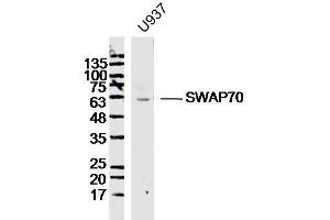 U937 lysates probed with SWAP70 Polyclonal Antibody, Unconjugated  at 1:300 dilution and 4˚C overnight incubation. (SWAP70 抗体  (AA 131-230))