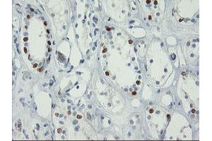 Image no. 1 for anti-Forkhead Box I1 (FOXI1) (AA 111-350) antibody (ABIN1490839) (FOXI1 抗体  (AA 111-350))