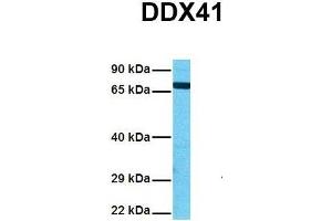 Western Blotting (WB) image for anti-DEAD (Asp-Glu-Ala-Asp) Box Polypeptide 41 (DDX41) (N-Term) antibody (ABIN2775230)