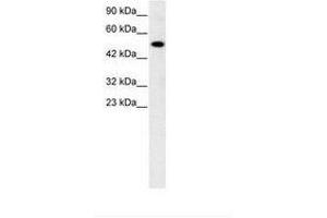 Image no. 3 for anti-Nuclear Receptor Subfamily 5, Group A, Member 1 (NR5A1) (AA 172-221) antibody (ABIN6735774) (NR5A1 抗体  (AA 172-221))