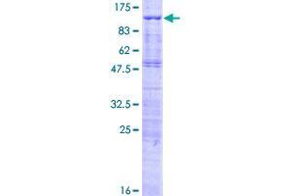 TCF25 Protein (AA 1-676) (GST tag)