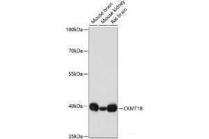 Western blot analysis of extracts of various cell lines using CKMT1B Polyclonal Antibody at dilution of 1:3000. (CKMT1B 抗体)