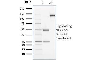 SDS-PAGE Analysis Purified Cyclin B2 Mouse Monoclonal Antibody (X29. (Cyclin B2 抗体)