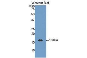 Western Blotting (WB) image for anti-Neurotrophin 3 (NTF3) (AA 130-255) antibody (ABIN1860066) (Neurotrophin 3 抗体  (AA 130-255))