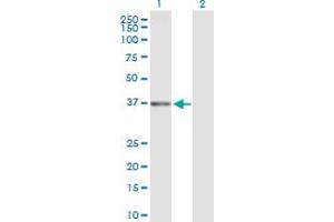 Western Blot analysis of DFFB expression in transfected 293T cell line by DFFB MaxPab polyclonal antibody.