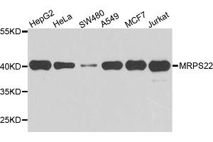 Western blot analysis of extracts of various cell lines, using MRPS22 antibody. (MRPS22 抗体)