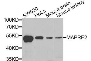 Western blot analysis of extracts of various cells, using MAPRE2 antibody. (MAPRE2 抗体)
