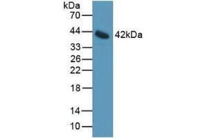 Western blot analysis of Mouse Serum. (IL11RA 抗体  (AA 194-329))