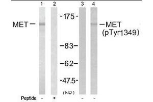 Image no. 1 for anti-Met Proto-Oncogene (MET) (Tyr1349) antibody (ABIN197478) (c-MET 抗体  (Tyr1349))