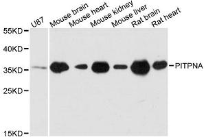 Western blot analysis of extracts of various cell lines, using PITPNA antibody. (PITPNA 抗体)