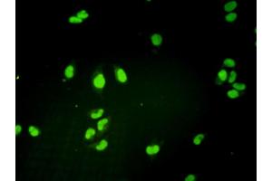 Immunofluorescence (IF) image for anti-General Transcription Factor IIH, Polypeptide 1, 62kDa (GTF2H1) (AA 1-548) antibody (ABIN561177)