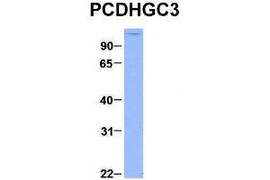 Host:  Rabbit  Target Name:  PCDHGC3  Sample Type:  293T  Antibody Dilution:  1. (Protocadherin gamma Subfamily C, 3 (PCDHGC3) (C-Term) 抗体)