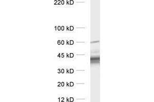 Western Blotting (WB) image for anti-GalphaO 1/2 (AA 1-355) antibody (ABIN1742532)