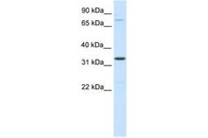 Image no. 1 for anti-Double Homeobox B-Like 1 (DUXBL1) (AA 241-290) antibody (ABIN6736077) (DUXBL1 抗体  (AA 241-290))
