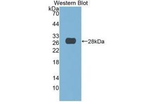 Detection of Recombinant DNASE1, Human using Monoclonal Antibody to Deoxyribonuclease I (DNASE1) (DNASE1 抗体  (AA 19-259))