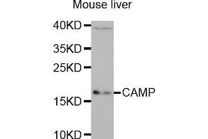 Western Blotting (WB) image for anti-Cathelicidin Antimicrobial Peptide (CAMP) (AA 31-170) antibody (ABIN6218724) (Cathelicidin 抗体  (AA 31-170))