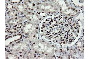 Image no. 1 for anti-tRNA Methyltransferase 2 Homolog A (TRMT2A) antibody (ABIN1501516) (TRMT2A 抗体)
