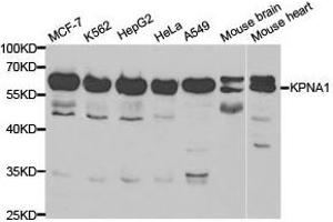 Western Blotting (WB) image for anti-Karyopherin alpha 1 (Importin alpha 5) (KPNA1) antibody (ABIN1873455) (KPNA1 抗体)