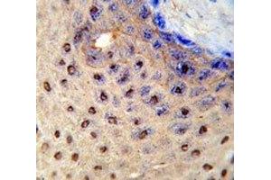 IHC analysis of FFPE human skin stained with PAX3 antibody (Paired Box 3 抗体  (AA 98-126))