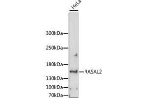 Western blot analysis of extracts of HeLa cells, using RASAL2 antibody (ABIN6293773) at 1:1000 dilution. (RASAL2 抗体)