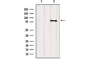 Western blot analysis of extracts from 3t3, using SEC63 Antibody. (SEC63 抗体  (C-Term))