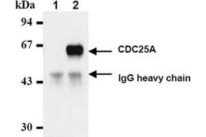 Western Blotting (WB) image for anti-Cell Division Cycle 25 Homolog A (S. Pombe) (CDC25A) antibody (ABIN487482) (CDC25A 抗体)