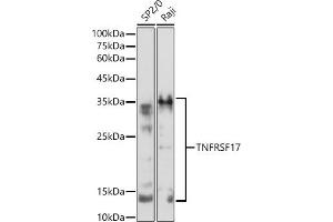 Western blot analysis of extracts of various cell lines, using TNFRSF17 antibody (ABIN7271066) at 1:500 dilution. (BCMA 抗体  (AA 1-100))