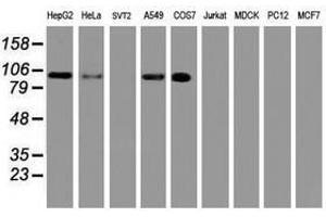 Image no. 4 for anti-Ubiquitin Specific Peptidase 10 (USP10) antibody (ABIN1501689)