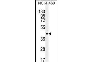 CCNC Antibody (N-term) (ABIN655158 and ABIN2844776) western blot analysis in NCI- cell line lysates (35 μg/lane). (Cyclin C 抗体  (N-Term))