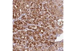 Immunohistochemical staining of human stomach with TTPAL polyclonal antibody  shows strong granular cytoplasmic positivity in glandular cells. (TTPAL 抗体)