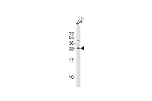 Anti-PYCRL Antibody (Center)at 1:2000 dilution + KG-1 whole cell lysates Lysates/proteins at 20 μg per lane. (PYCRL 抗体  (AA 139-171))
