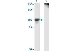Western Blot analysis of RPS6KA5 expression in transfected 293T cell line by RPS6KA5 monoclonal antibody (M01), clone 2B11. (MSK1 抗体  (AA 271-370))