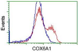 HEK293T cells transfected with either RC210485 overexpress plasmid (Red) or empty vector control plasmid (Blue) were immunostained by anti-COX6A1 antibody (ABIN2452916), and then analyzed by flow cytometry. (COX6A1 抗体)