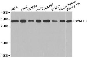 Western blot analysis of extracts of various cell lines, using SMNDC1 antibody (ABIN1874874) at 1:1000 dilution. (SMNDC1 抗体)